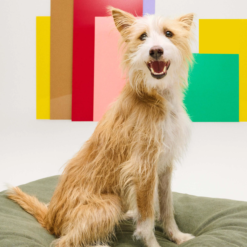 The Signal Dog Bed from Blu Dot in a living rom with a dog.