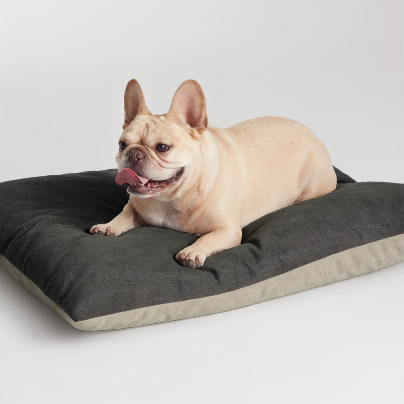 The Signal Dog Bed from Blu Dot in a studio with a dog.